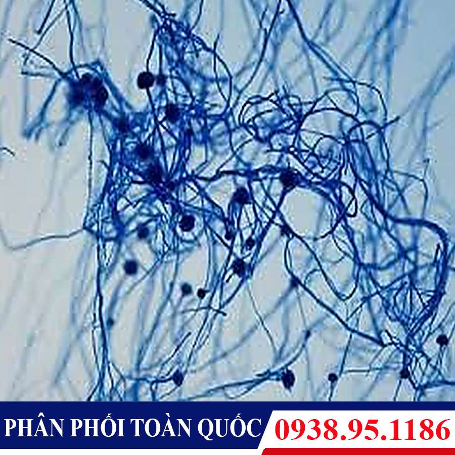 tieu ban nam Aspergillus flavus - 1