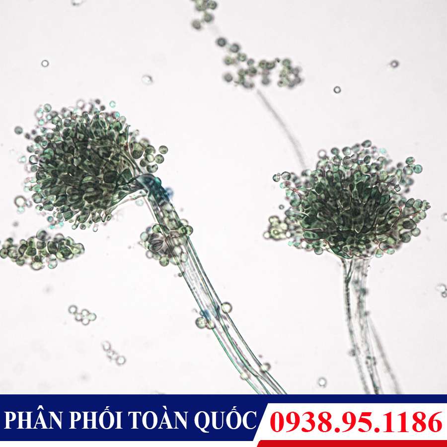 tieu ban nam Aspergillus flavus - 3